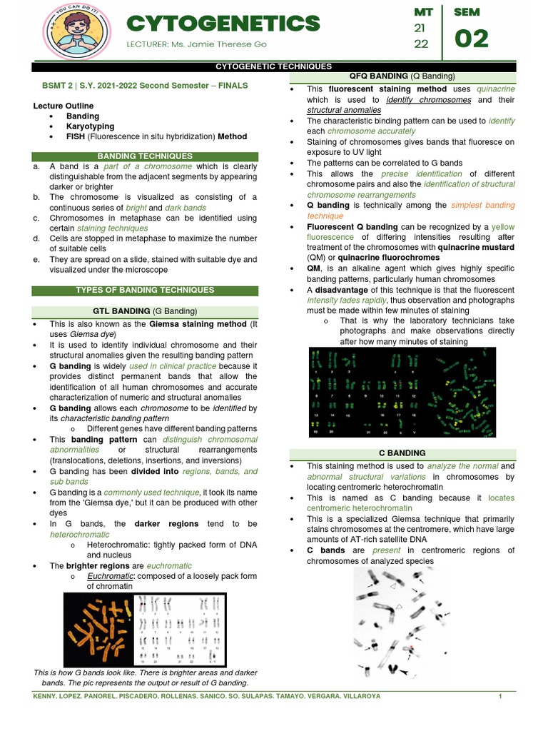 L11 Techniques PDF Fluorescence In Situ Hybridization
