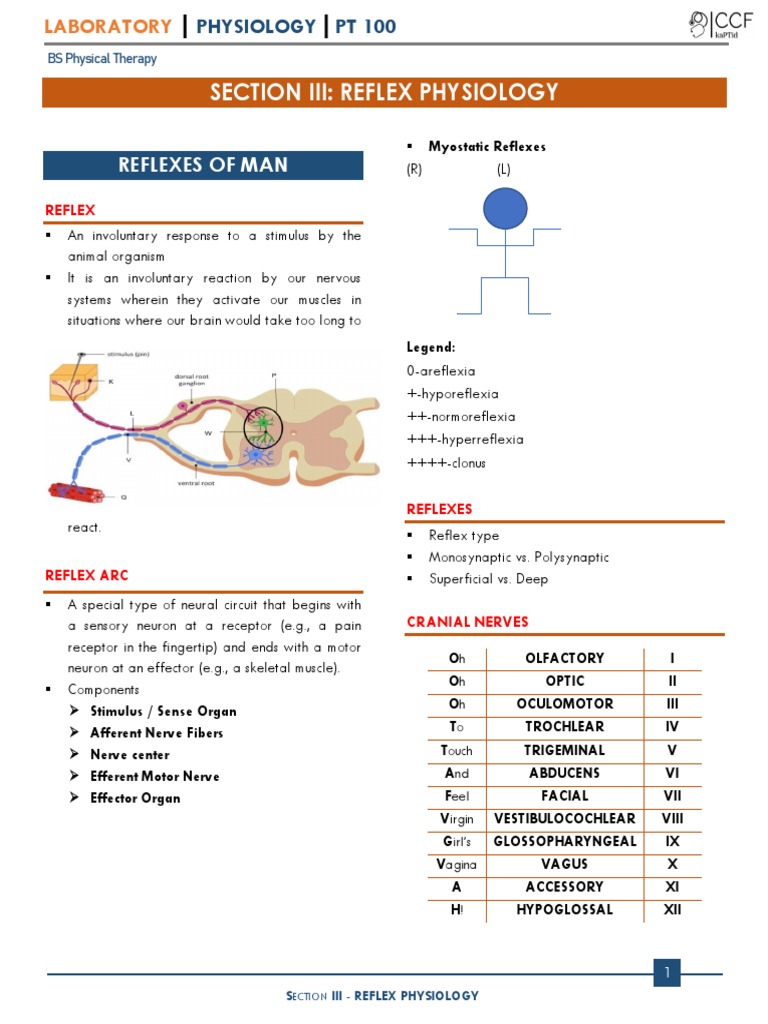 LAB Reflex Physiology PDF Nervous System Anatomy
