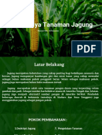 BUDI DAYA JAGUNG