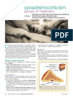 Canine Hypoadrenocorticism Overvew Diagnosis and Treatment Lolatti