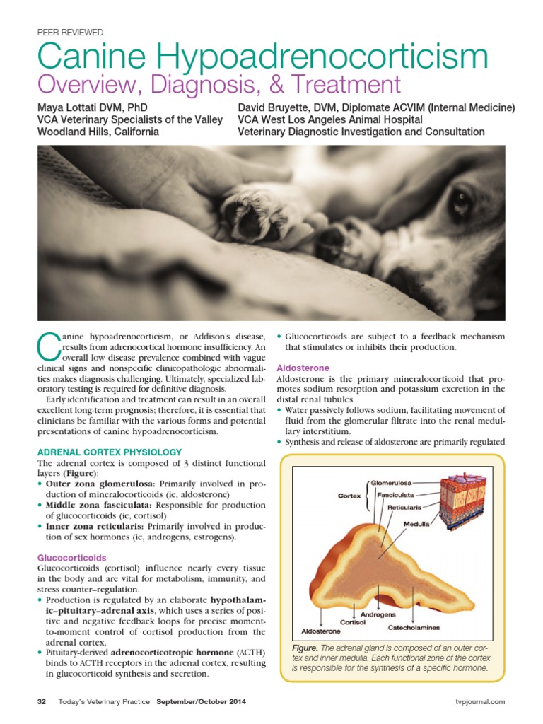 Canine hypoadrenocorticism overvew diagnosis and treatment lolatti