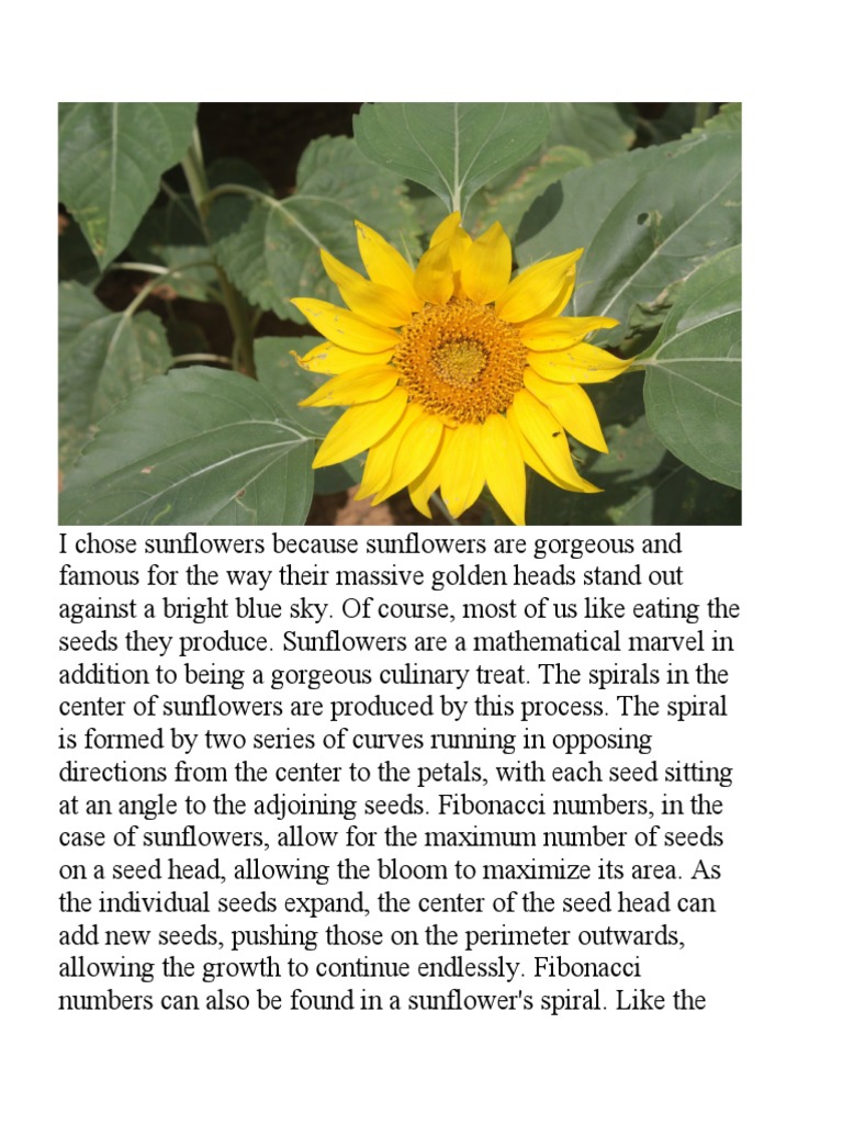 Math PDF Leaf Botany