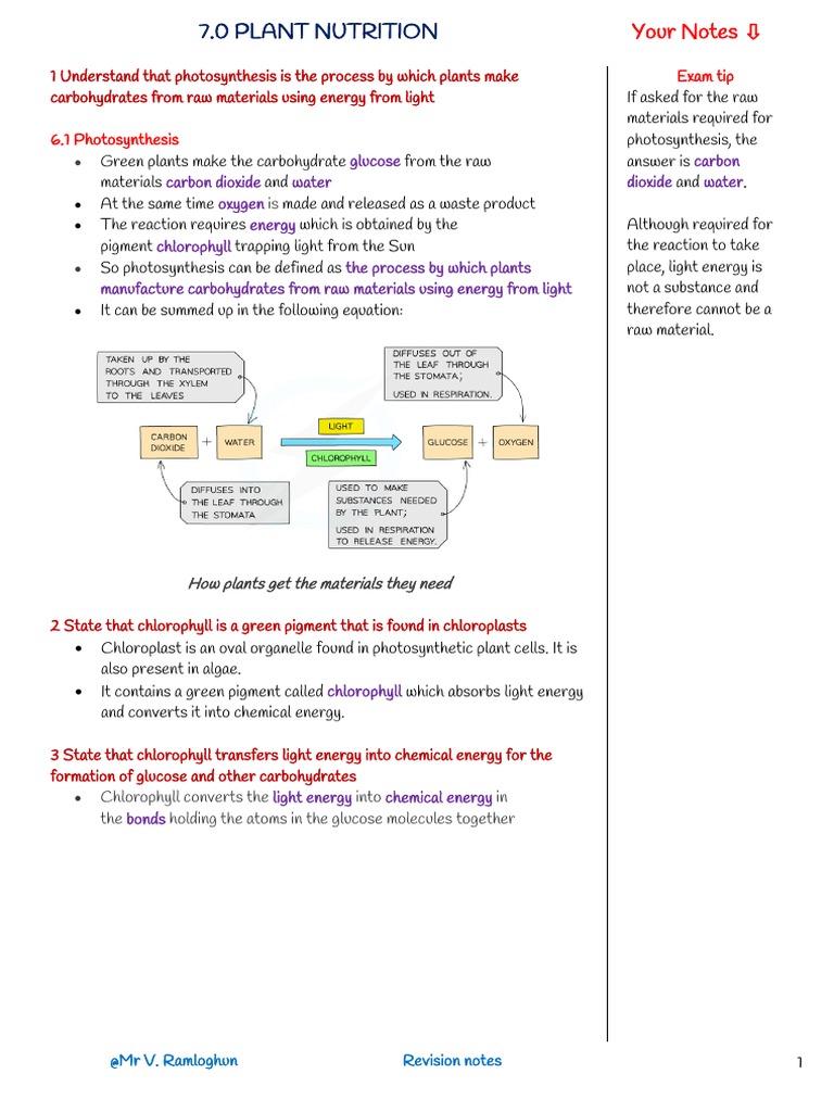 Plant Nutrition | PDF | Photosynthesis | Leaf