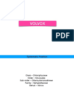 VOLVOX