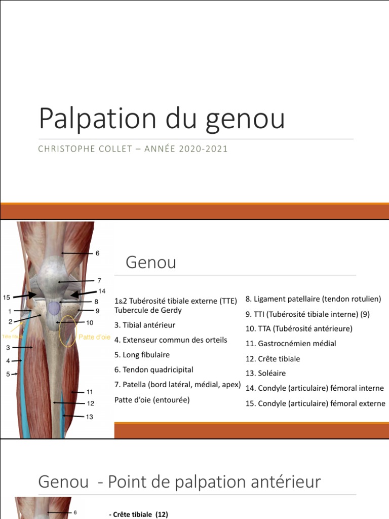 04 ERF - Palpation Genou | PDF | Jambe humaine | Appareil locomoteur