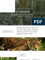 Presentacion Animal Peligro Exincion El Jaguar