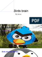 Birds Brain