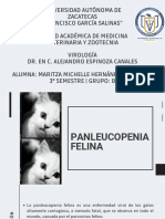 Panleucopenia Felina, Maritza Hernández 3B