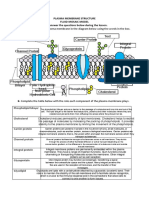 4.10. Plasma Membrane Structure