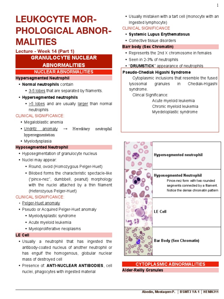 HEMATOLOGY | PDF | Granulocyte | White Blood Cell