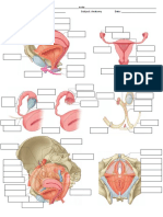 13th Lab Homework Pelvic Perineum