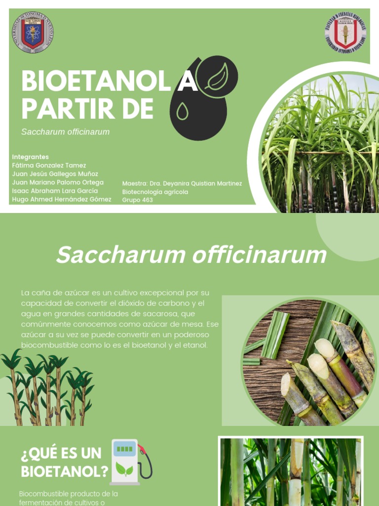 PIA Bioetanol - Caña - 463 | PDF | Biocombustible | Combustible de etanol