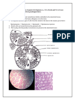 T.S of TESTIS and Ovary