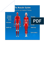 Main Musceles of The Human Body