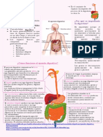 Cómo funciona el aparato digestivo