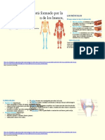 Aparato Musculoesqueletico
