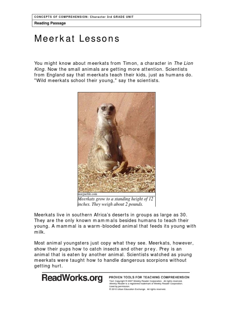 Meerket Lessons | PDF | Meerkat | Mammals