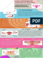 Infografia Sistema Reproductor Femenino