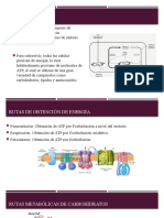 Carbohidratos y Acidos Organicos