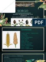 Copia de Sorgo