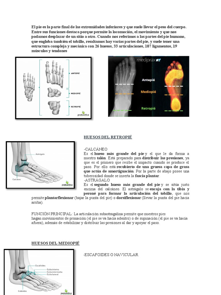 Partes Del Pie | Descargar gratis PDF | Pie | Tobillo