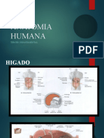 ANATOMIA HUMANA - Higado, Pancreas y Bazo