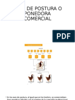 Aves de postura o ponedoras comerciales: principales líneas genéticas y manejo