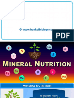 12 mineral nutrition botany ppt