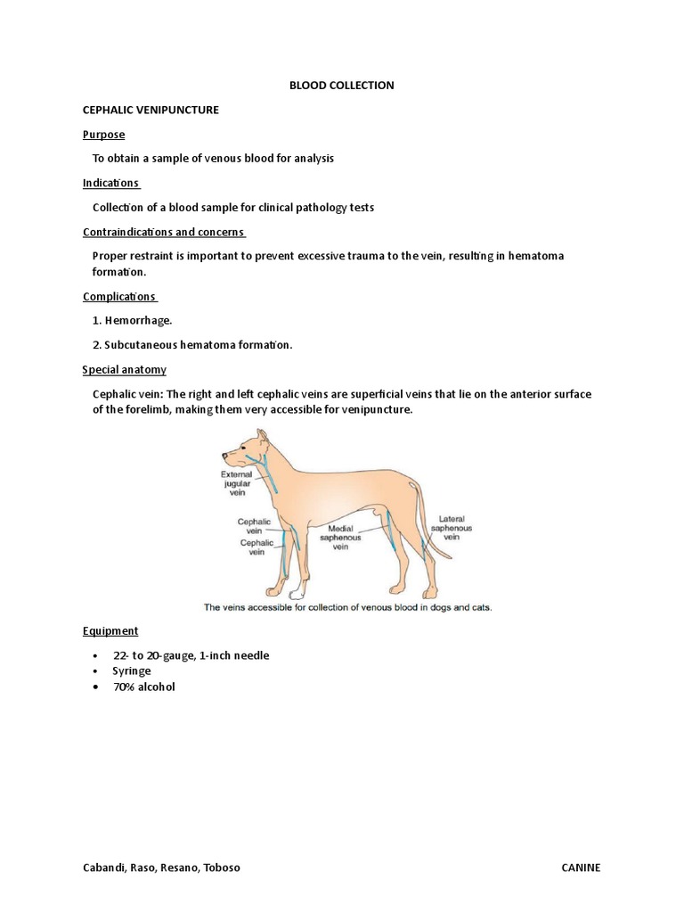 Saphenous Vein Dog
