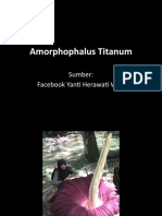 Amorphophalus Titanum