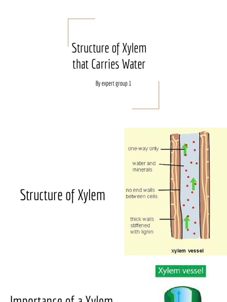 The Structure of Xylem That Carries Water PDF