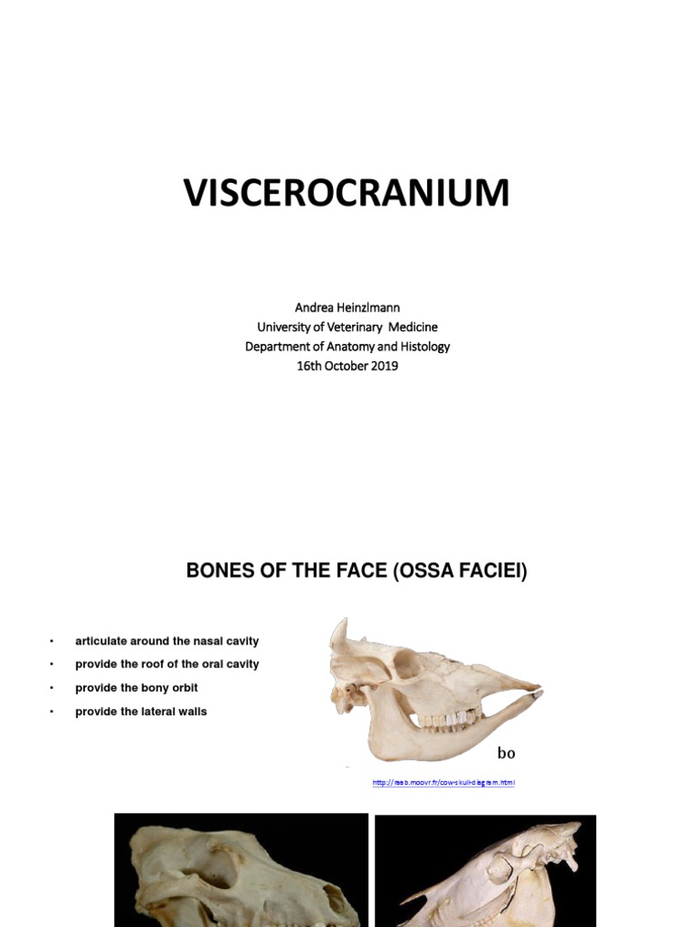 VISCEROCRANIUM | PDF | Facial Features | Musculoskeletal System