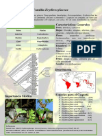 Familia Erythroxylaceae Poster