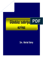 Glandulas Ecrinas
