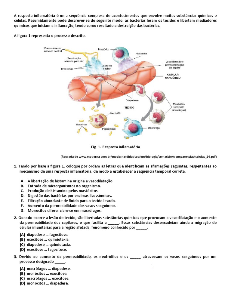 Sistema Imunitario Pdf Sistema Imunológico Linfócito
