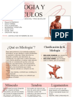 Músculos y miología: clasificación y funciones musculares