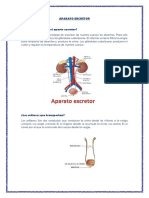 Aparato Excretor