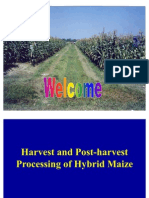 Processing of Maize SSA