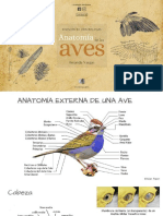 Anatomía de Las Aves