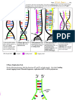 Elijah James - 35-DNA Replication Worksheet - Complete
