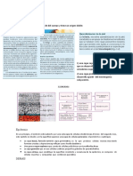 Sistema tegumentario: Morfogénesis de la piel y sus estructuras