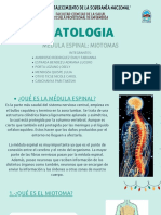 12-12-22-Medulae Espinal Miotomas