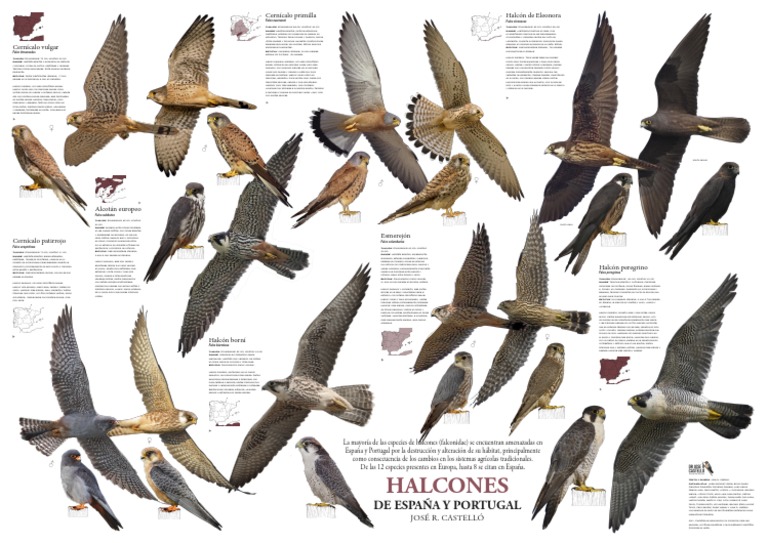 Halcones de España y Portugal | PDF | Aves de presa | Vertebrados De África