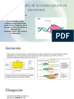 Generalidades de La Transcripción en Eucariotas