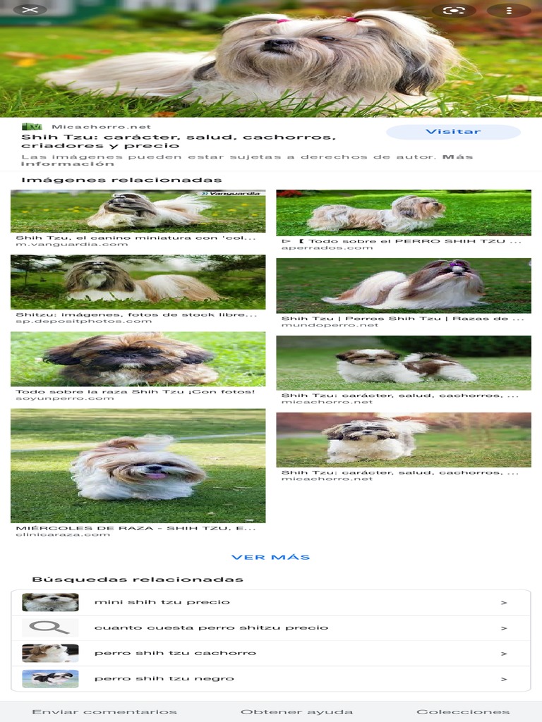 PRECIO DE SHIH TZU intelligence overview