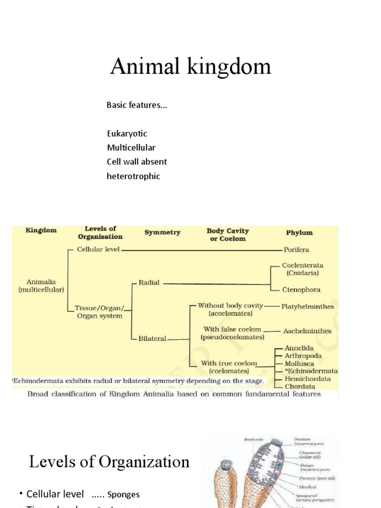 Animal visual data 7