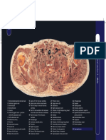 Human Sectional Anatomy Atlas of Body Sections, CT and MRI Images 4ed-127-201