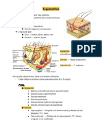 Resumen - Tegumentos