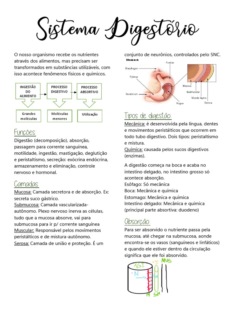 Sistema Digestório FISIO RESUMO | PDF | Digestão | Bile