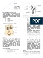 Biologi Caca